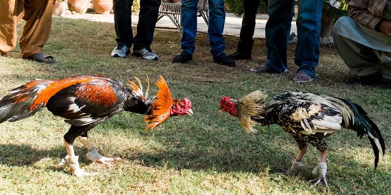 Phương pháp với cường độ cao cùng những cú đá mạnh mẽ