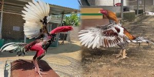 Cần chú ý một số điều để thực hiện vần gà thành công