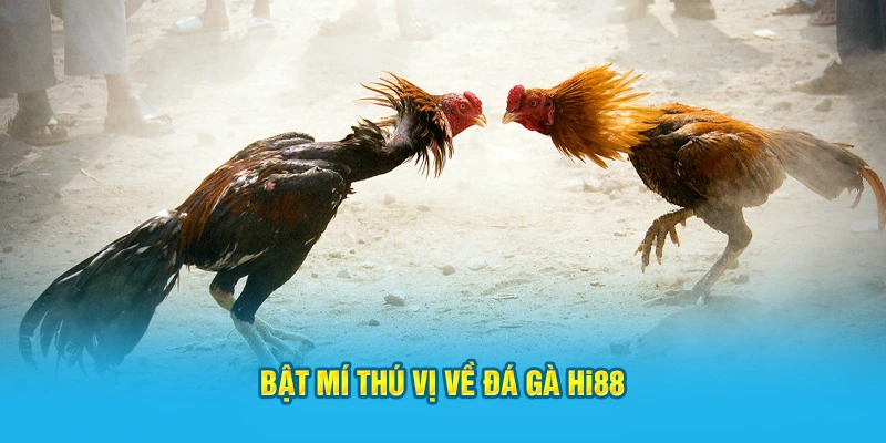 Bật mí thú vị về đá gà Hi88