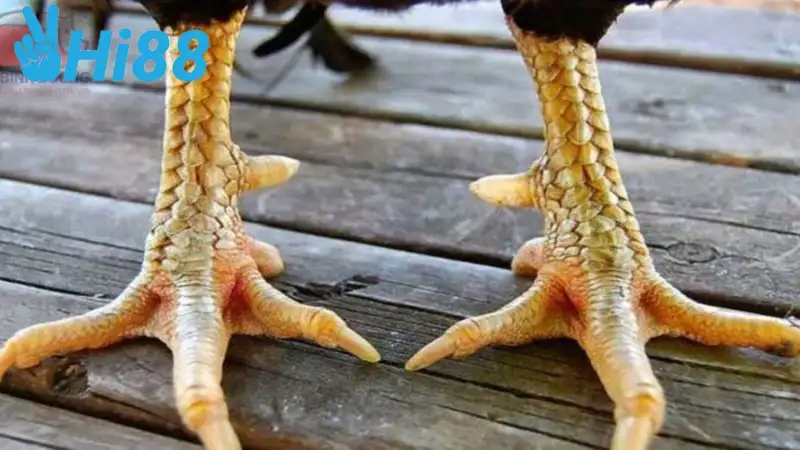 Các loại Gà Vảy Liên Giáp thường gặp hiện nay