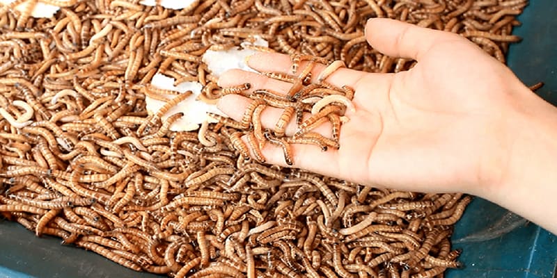 Bổ sung các loại mồi cho gà đá tăng khả năng chiến đấu