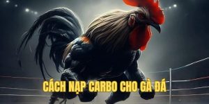 Cách nạp Carbo cho gà đá
