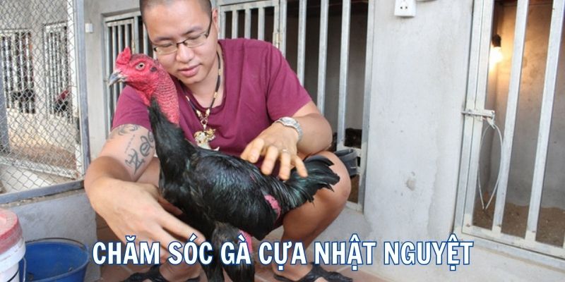 Cách chăm sóc gà cựa nhật nguyệt hiệu quả