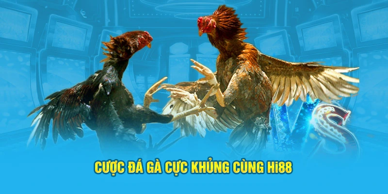 Cược đá gà cực khủng cùng HI88