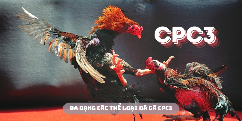 Đa dạng các thể loại đá gà CPC3 để hội viên trải nghiệm
