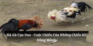 đá gà cựa dao