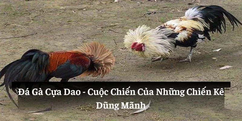 đá gà cựa dao