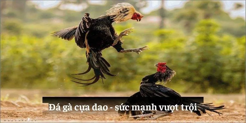Đá gà cựa dao - sức mạnh vượt trội