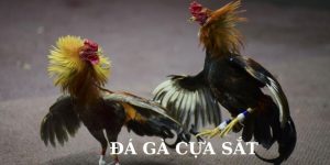 Đá Gà Cựa Sắt Hi88