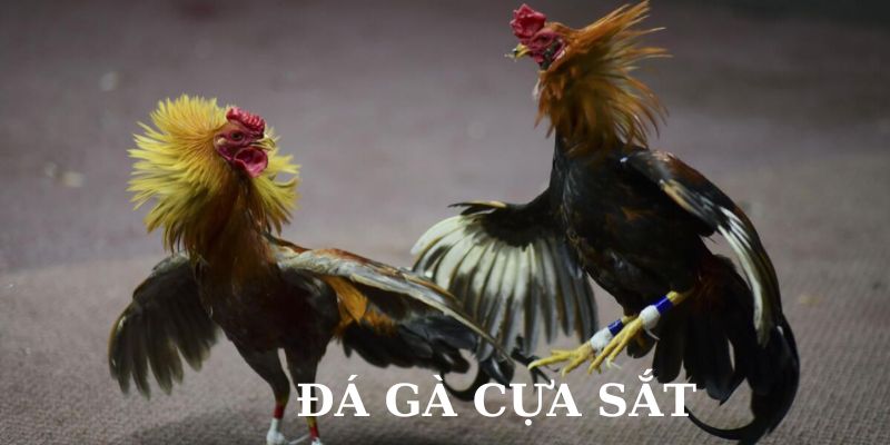 Đá Gà Cựa Sắt Hi88