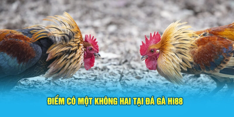 Điểm có một không hai tại đá gà Hi88