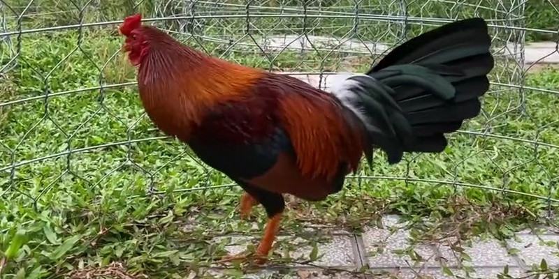 Gà Asil Bobby với bộ lông bắt mắt, sức mạnh vượt trội
