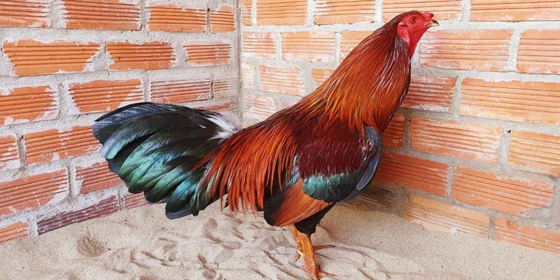 Asil Mỹ là dòng chiến kê mạnh, dễ thích nghi tại nước ta