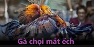 gà chọi mắt ếch