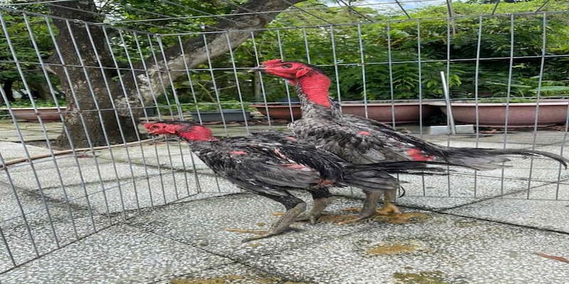 Một số loại chiến kê mắt ếch thường gặp trong đấu trường