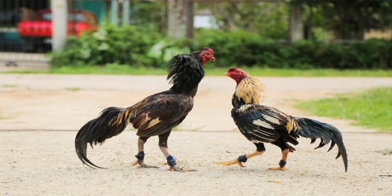 Cách đào tạo chiến kê mắt ếch hiệu quả nhất mà bạn cần biết