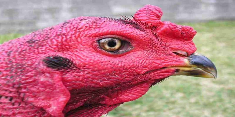 Ý nghĩa về gà chọi mắt ếch cho các kê thủ