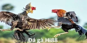 Gà Chọi Nòi