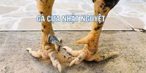 Gà Cựa Nhật Nguyệt