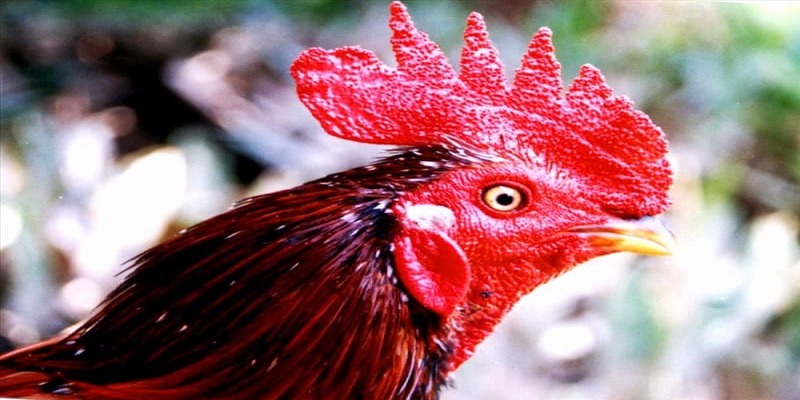 Đặc điểm cần lưu ý về giống gà mồng vua mà bạn không thể bỏ qua