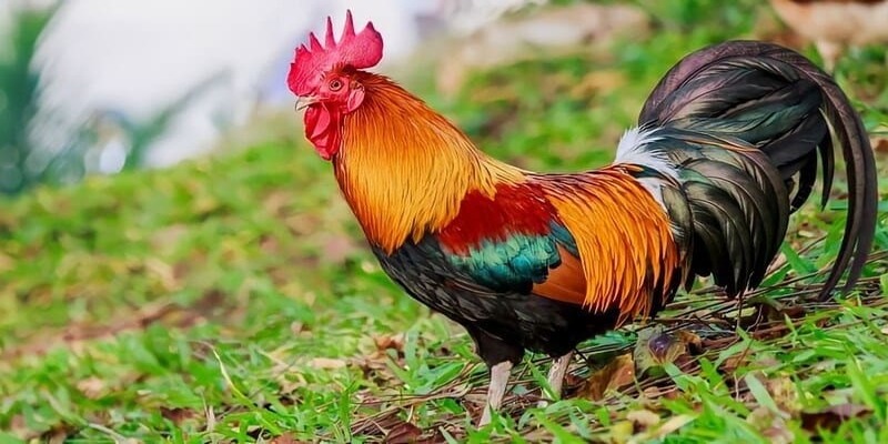 Khám phá tổng quan về giống gà mồng vua