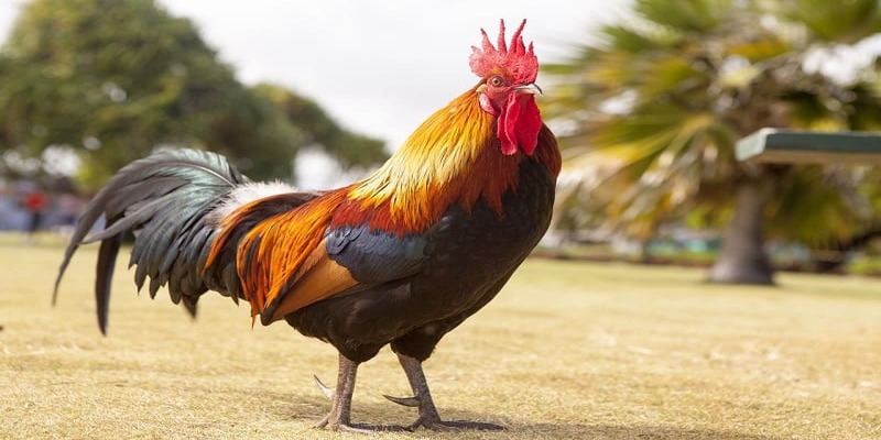 Nuôi dòng gà mồng vua nhằm mục đích đá đòn