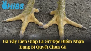 Gà Vảy Liên Giáp Là Gì? Bí Quyết Chọn Gà 