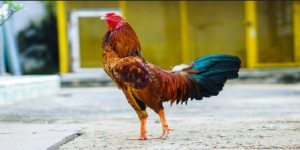 Gà Vảy Vấn Sáo - Đặc Điểm Nhận Dạng Chiến Kê