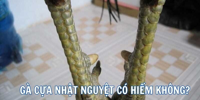 Độ hiếm của gà cựa nhật nguyệt