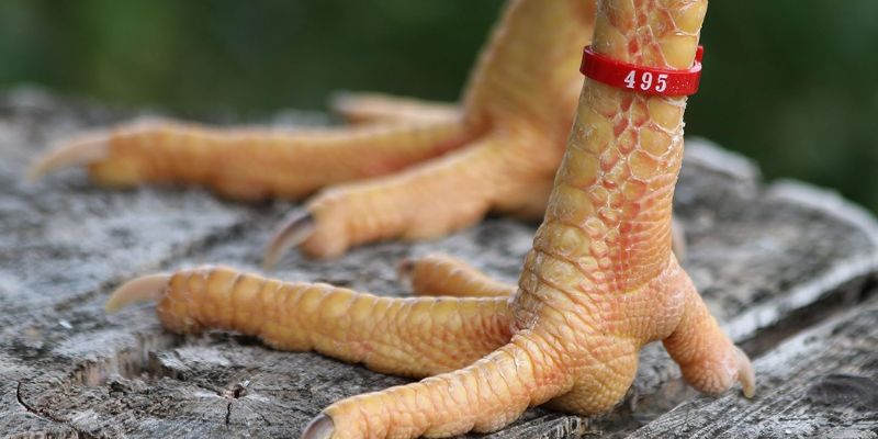 Hướng dẫn chăm sóc vảy gà kích giáp khỏe mạnh từ Hi88