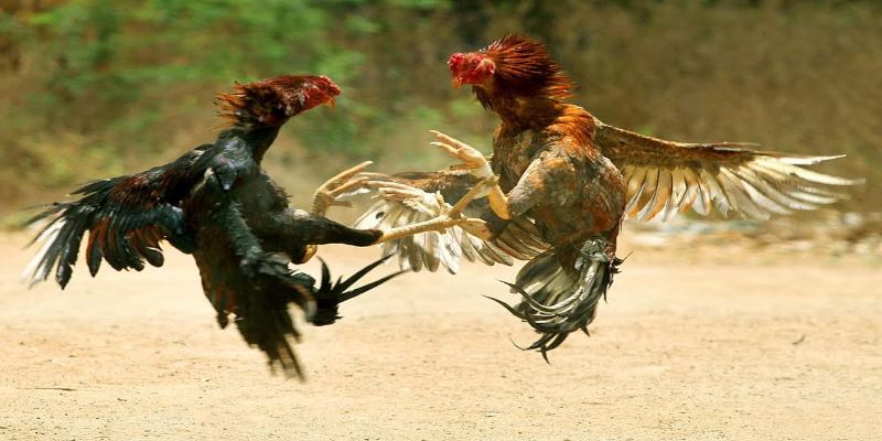 Hướng dẫn tham gia sảnh đá gà ufc tại Hi88 nhanh chóng
