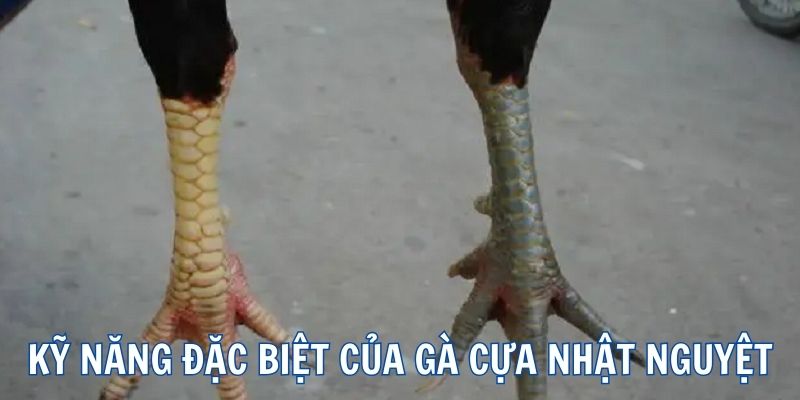 3 kỹ năng đặc biệt của gà nhật nguyệt