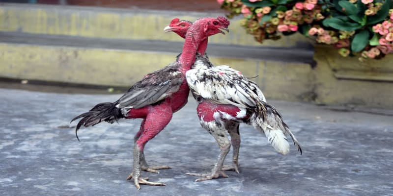 Lợi nhuận từ mô hình nuôi gà chọi