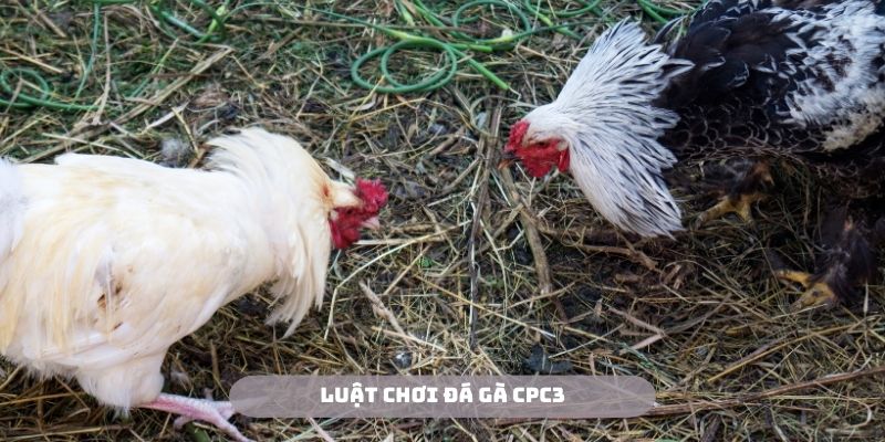 Luật chơi đá gà CPC3 được quy định khá rõ ràng