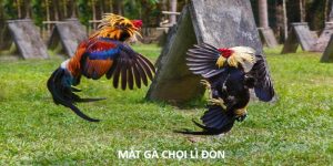 mắt gà chọi lì đòn