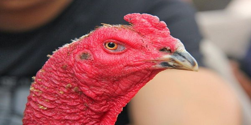 Mắt gà chọi lì đòn là một yếu tố quyết định đến khả năng và kết quả chiến đấu.