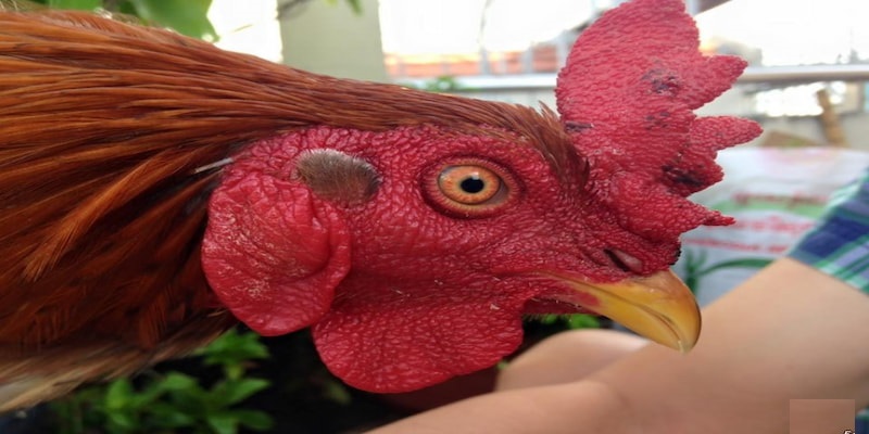 Người chơi cần nằm một số điều lưu ý để nhận biết mắt gà chọi lì.