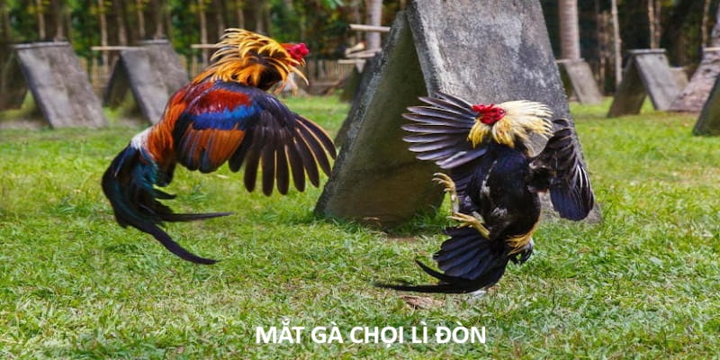 mắt gà chọi lì đòn