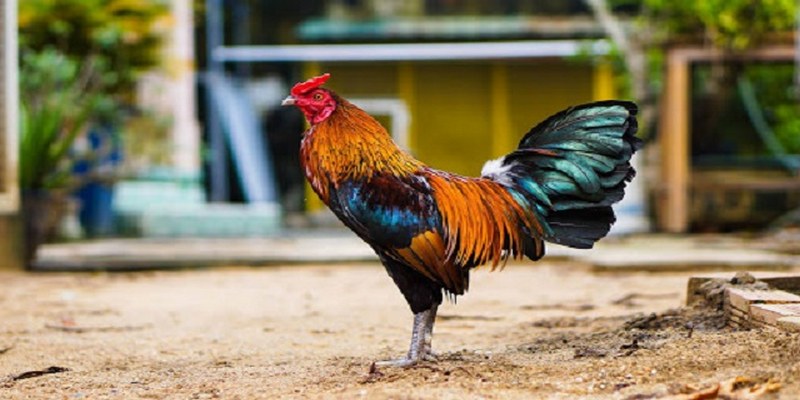 Ngoại hình tổng thể gà vấn sáo