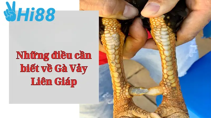 Những điều cần biết về Gà Vảy Liên Giáp