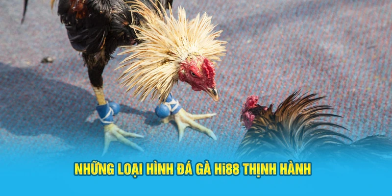 Những loại hình đá gà Hi88 thịnh hành