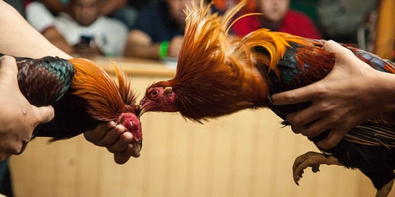 Những quy tắc chơi đá gà cựa sắt cần lưu ý từ Hi88