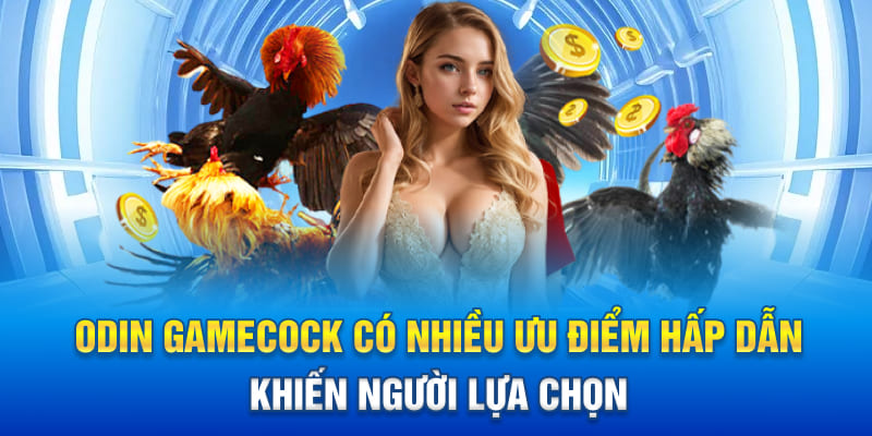 Odin Gamecock có nhiều ưu điểm hấp dẫn khiến người lựa chọn