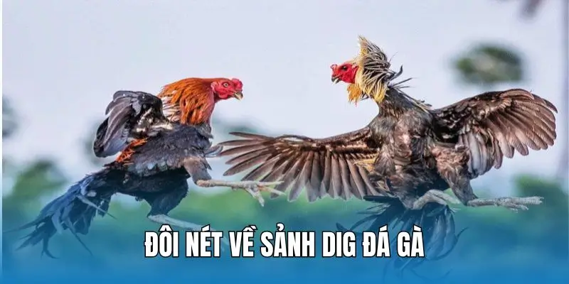 Sảnh DIGMAAN hợp tác với Hi88 để phục vụ kê thủ