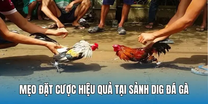 Mẹo dự đoán đúng kết quả của các trận đá gà