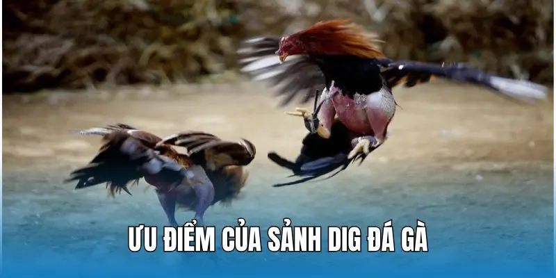 4 ưu điểm lớn giúp sảnh DIGMAAN thành công