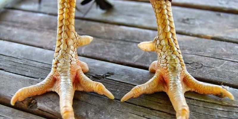Tìm hiểu về loại hình vảy gà kích giáp