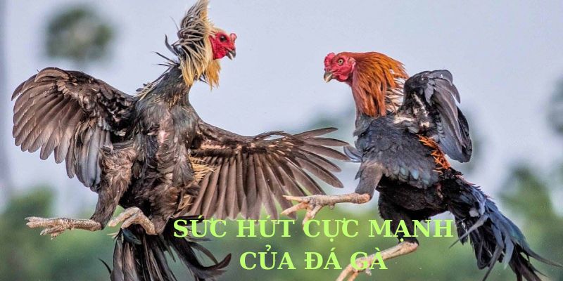 Tổng quan về hình thức đá gà cựa sắt
