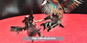 Trực tiếp đá gà CPC3