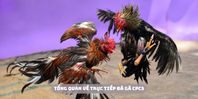 Đá gà trực tiếp CPC3 là kênh được yêu thích tại Hi88